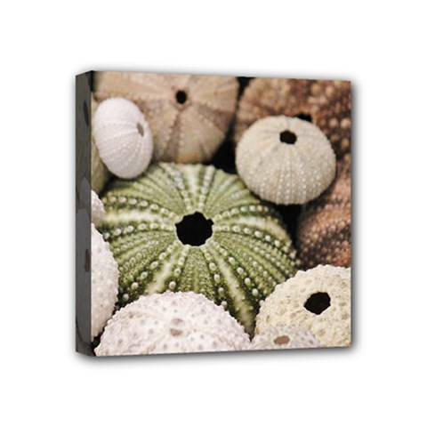 Sea Urchins Mini Canvas 4  X 4  (stretched) by TheLazyPineapple