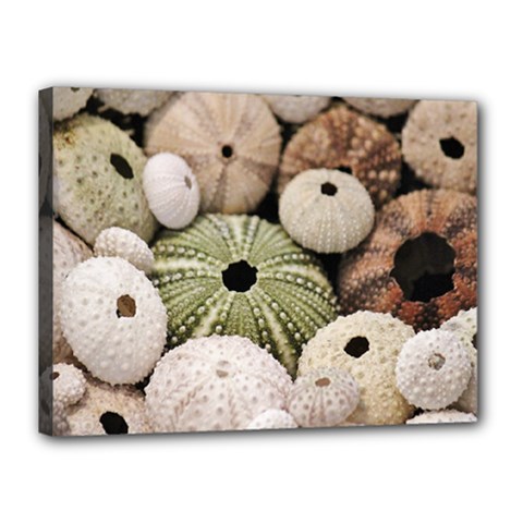 Sea Urchins Canvas 16  X 12  (stretched) by TheLazyPineapple