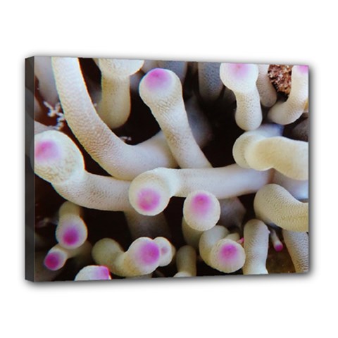 Sea Anemone Canvas 16  X 12  (stretched) by TheLazyPineapple