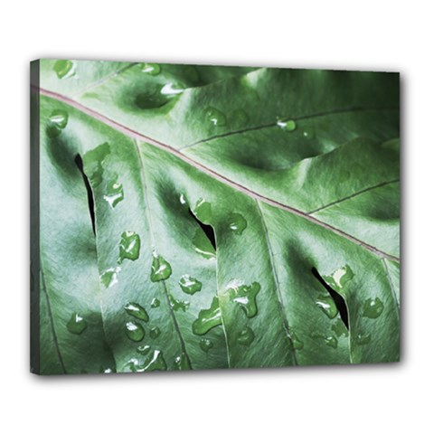 Green Wet Rain Water Drops Plant Canvas 20  X 16  (stretched) by Vaneshart