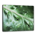 Green Wet Rain Water Drops Plant Canvas 20  x 16  (Stretched) View1