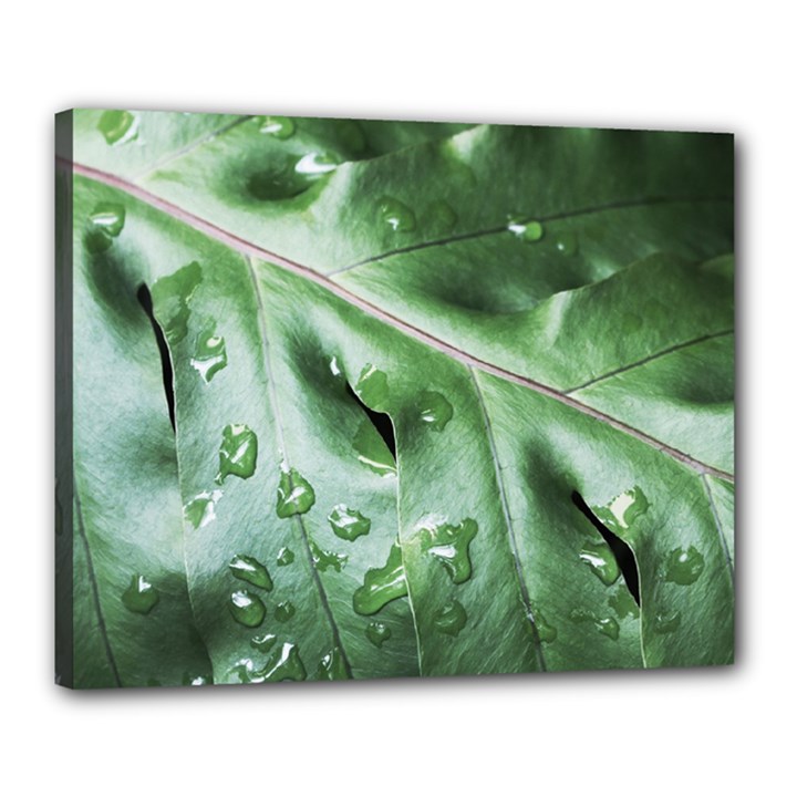 Green Wet Rain Water Drops Plant Canvas 20  x 16  (Stretched)