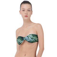 Green Wet Rain Water Drops Plant Classic Bandeau Bikini Top 