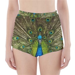 Peacock Feathers Bird Nature High-waisted Bikini Bottoms by Vaneshart