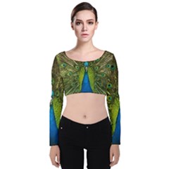 Peacock Feathers Bird Nature Velvet Long Sleeve Crop Top by Vaneshart