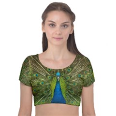 Peacock Feathers Bird Nature Velvet Short Sleeve Crop Top  by Vaneshart