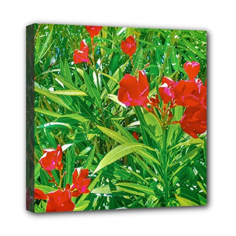 Red Flowers And Green Plants At Outdoor Garden Mini Canvas 8  X 8  (stretched)