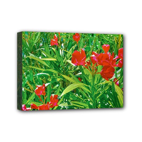 Red Flowers And Green Plants At Outdoor Garden Mini Canvas 7  X 5  (stretched) by dflcprintsclothing