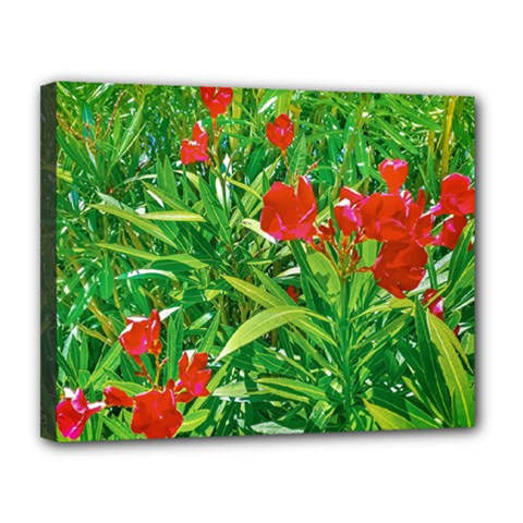 Red Flowers And Green Plants At Outdoor Garden Canvas 14  X 11  (stretched) by dflcprintsclothing