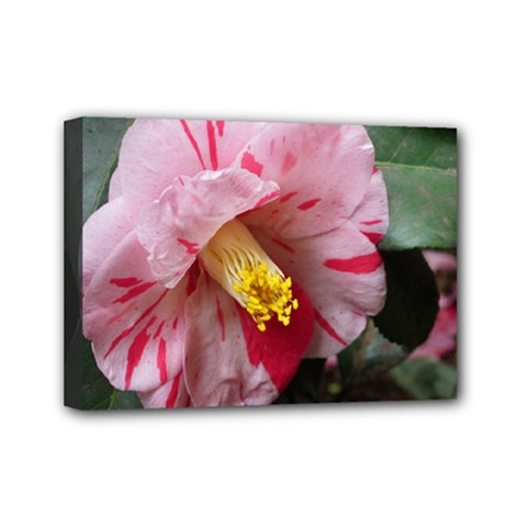 Striped Pink Camellia Ii Mini Canvas 7  X 5  (stretched) by okhismakingart