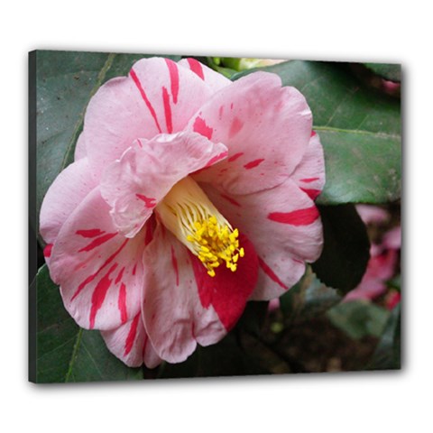 Striped Pink Camellia Ii Canvas 24  X 20  (stretched) by okhismakingart