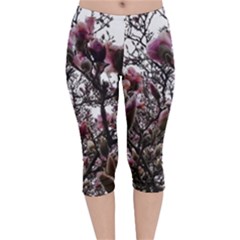 Saucer Magnolia Tree Ii Velvet Capri Leggings  by okhismakingart