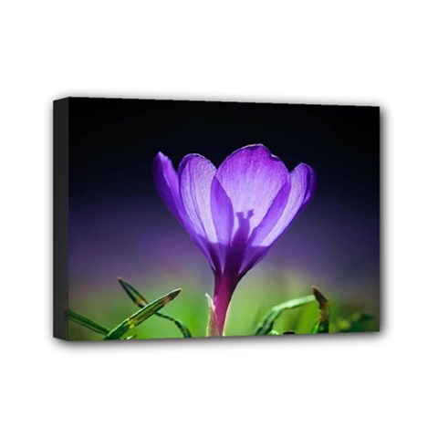 Floral Nature Mini Canvas 7  X 5  (stretched) by Sparkle