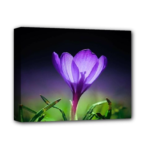 Floral Nature Deluxe Canvas 14  X 11  (stretched) by Sparkle