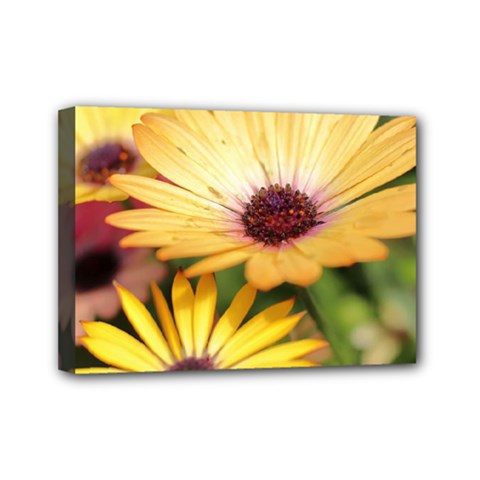 Yellow Flowers Mini Canvas 7  X 5  (stretched) by Sparkle