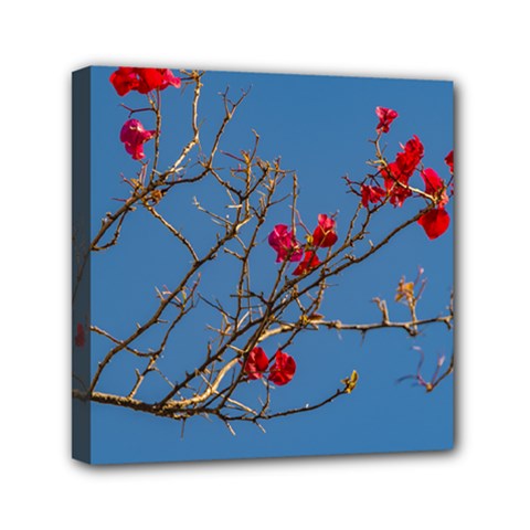 Santa Rita Flower Photo001 Mini Canvas 6  X 6  (stretched) by dflcprintsclothing