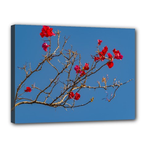 Santa Rita Flower Photo001 Canvas 16  X 12  (stretched) by dflcprintsclothing