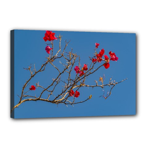 Santa Rita Flower Photo001 Canvas 18  X 12  (stretched) by dflcprintsclothing