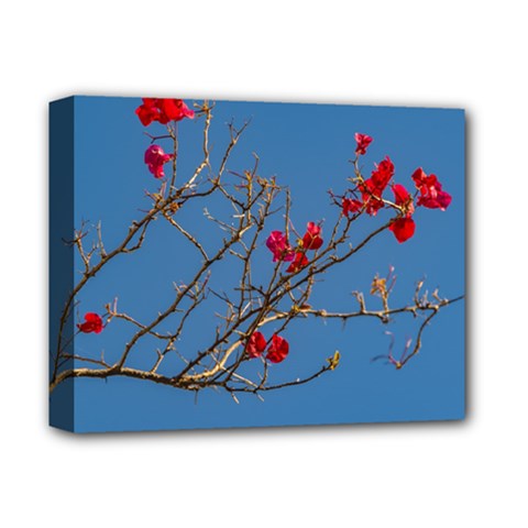 Santa Rita Flower Photo001 Deluxe Canvas 14  X 11  (stretched) by dflcprintsclothing