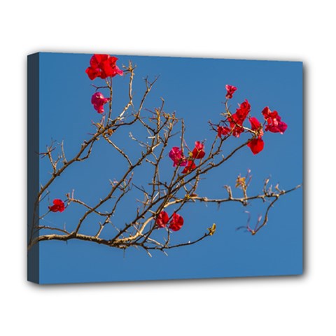 Santa Rita Flower Photo001 Deluxe Canvas 20  X 16  (stretched) by dflcprintsclothing