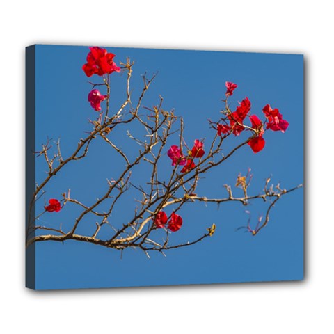 Santa Rita Flower Photo001 Deluxe Canvas 24  X 20  (stretched) by dflcprintsclothing