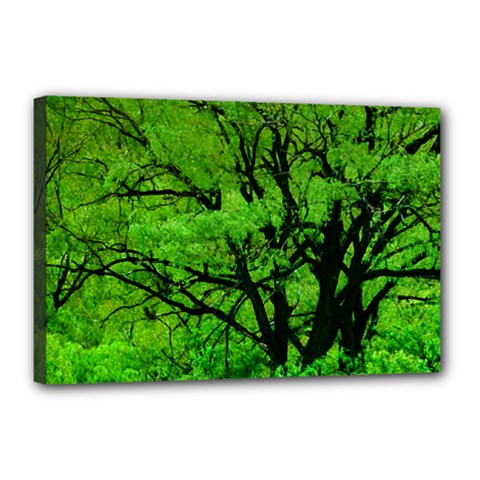 Big Trees, El Leoncito National Park, San Juan, Argentina Canvas 18  X 12  (stretched)