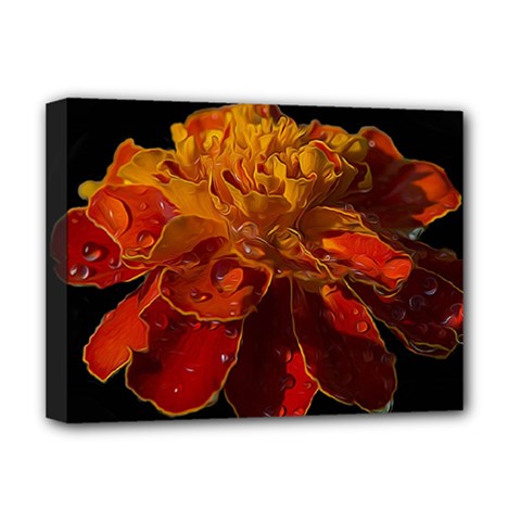 Marigold On Black Deluxe Canvas 16  X 12  (stretched)  by MichaelMoriartyPhotography