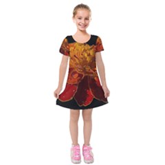 Marigold On Black Kids  Short Sleeve Velvet Dress