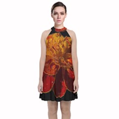 Marigold On Black Velvet Halter Neckline Dress 