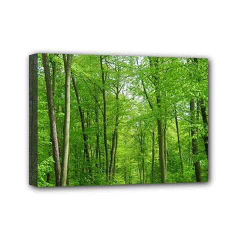 In The Forest The Fullness Of Spring, Green, Mini Canvas 7  X 5  (stretched) by MartinsMysteriousPhotographerShop