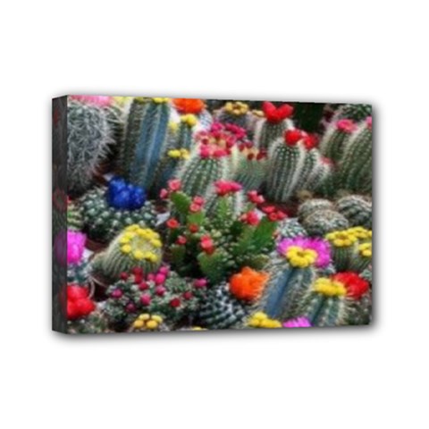 Cactus Mini Canvas 7  X 5  (stretched) by Sparkle