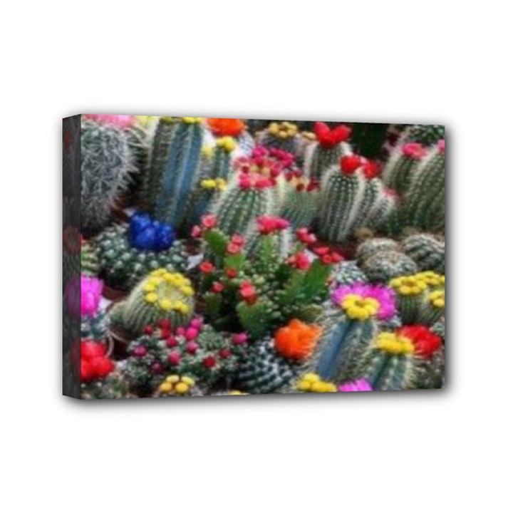 Cactus Mini Canvas 7  x 5  (Stretched)