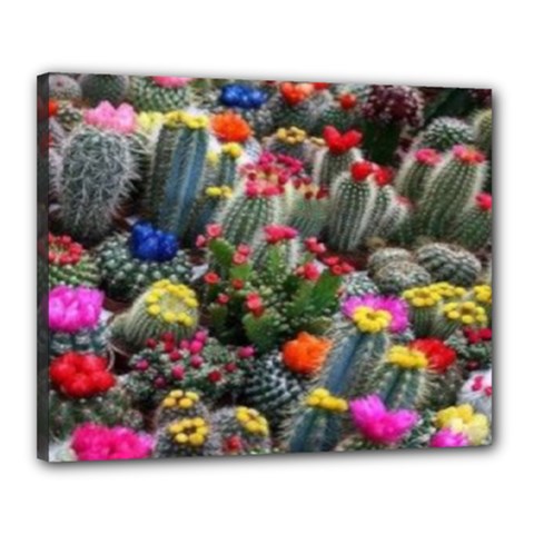 Cactus Canvas 20  X 16  (stretched) by Sparkle