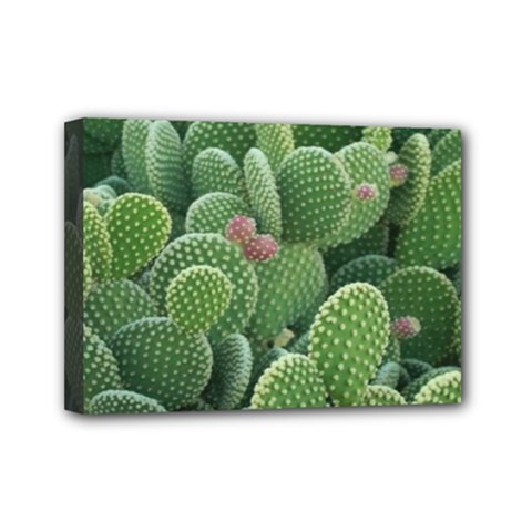 Green Cactus Mini Canvas 7  X 5  (stretched) by Sparkle