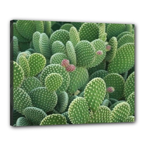 Green Cactus Canvas 20  X 16  (stretched) by Sparkle