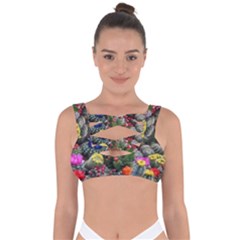 Cactus Bandaged Up Bikini Top by Sparkle