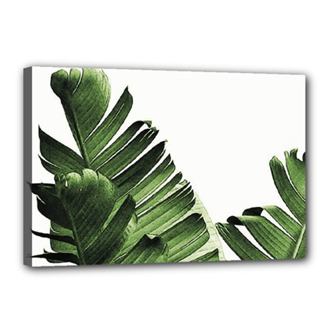 Green Banana Leaves Canvas 18  X 12  (stretched) by goljakoff