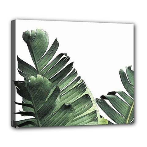 Banana Leaves Deluxe Canvas 24  X 20  (stretched) by goljakoff