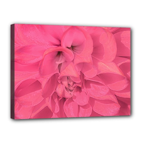 Beauty Pink Rose Detail Photo Canvas 16  X 12  (stretched) by dflcprintsclothing