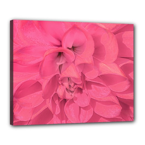 Beauty Pink Rose Detail Photo Canvas 20  X 16  (stretched) by dflcprintsclothing