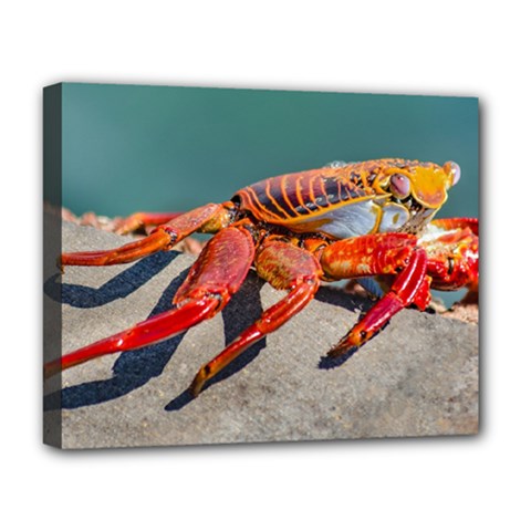 Colored Crab, Galapagos Island, Ecuador Deluxe Canvas 20  X 16  (stretched) by dflcprintsclothing