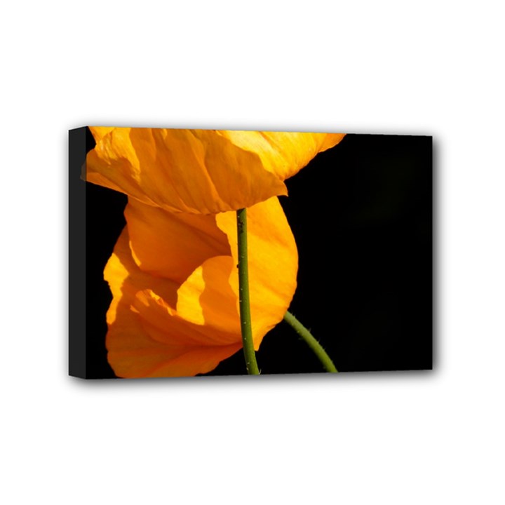 Yellow Poppies Mini Canvas 6  x 4  (Stretched)