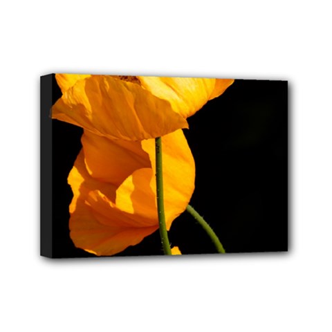 Yellow Poppies Mini Canvas 7  X 5  (stretched) by Audy