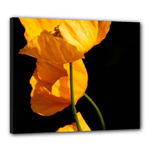 Yellow Poppies Canvas 24  X 20  (stretched) by Audy