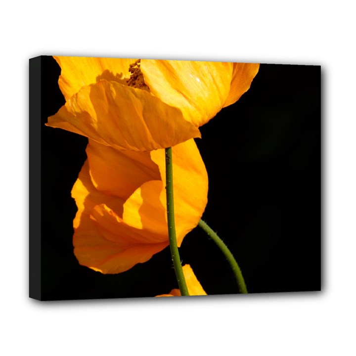 Yellow Poppies Deluxe Canvas 20  x 16  (Stretched)