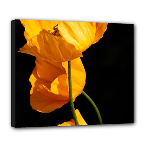 Yellow Poppies Deluxe Canvas 24  X 20  (stretched) by Audy