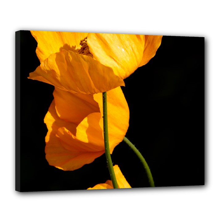 Yellow Poppies Canvas 20  x 16  (Stretched)