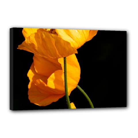 Yellow Poppies Canvas 18  X 12  (stretched) by Audy