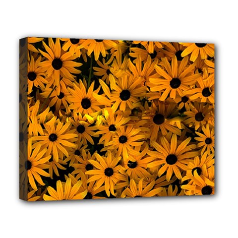 Rudbeckias  Deluxe Canvas 20  X 16  (stretched) by Sobalvarro