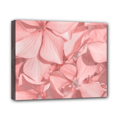 Coral Colored Hortensias Floral Photo Canvas 10  X 8  (stretched)